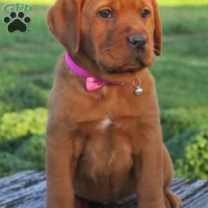 Olympia, Fox Red Labrador Retriever Puppy